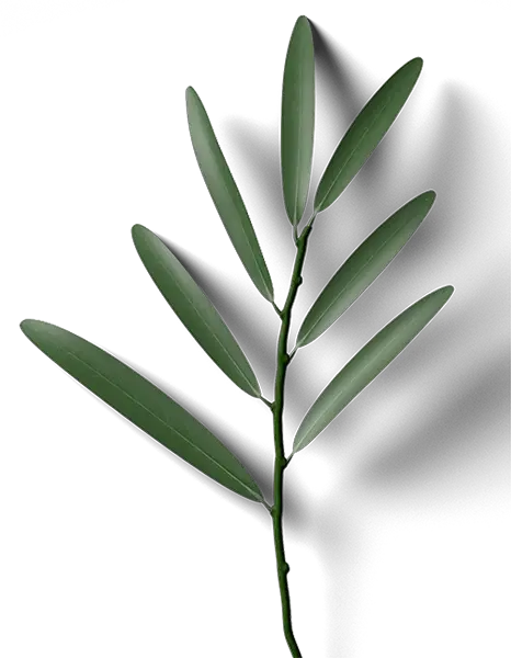 Plantanchis