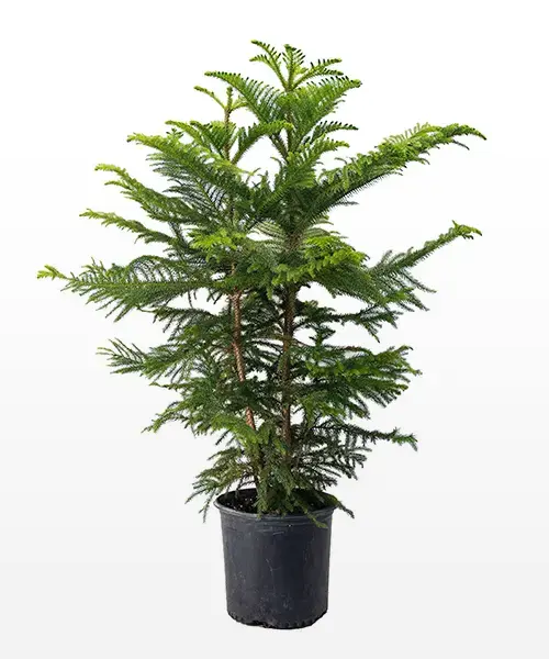 Plantas