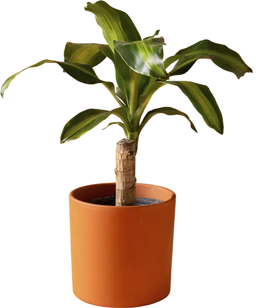 Plantanchis