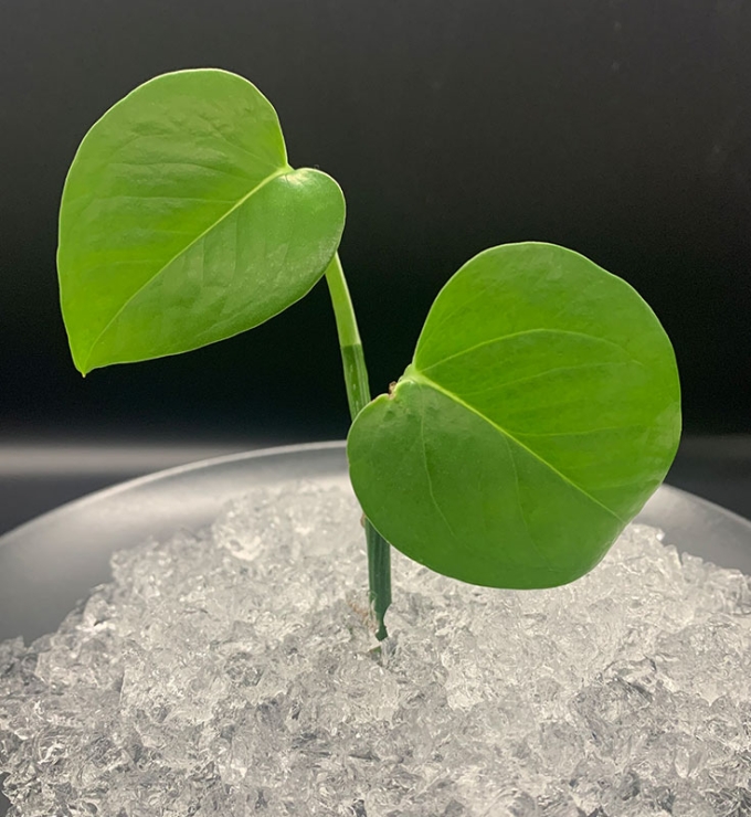 Hidrogel Agrícola 1kg