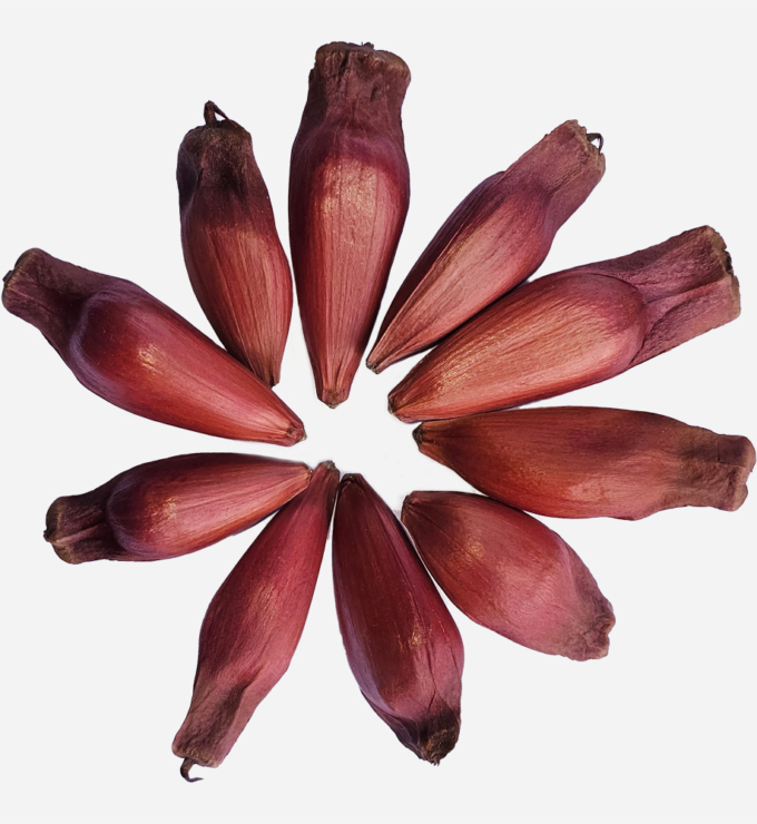 Semilla de Pino Araucaria