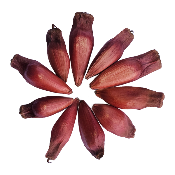 Semilla de Pino Araucaria