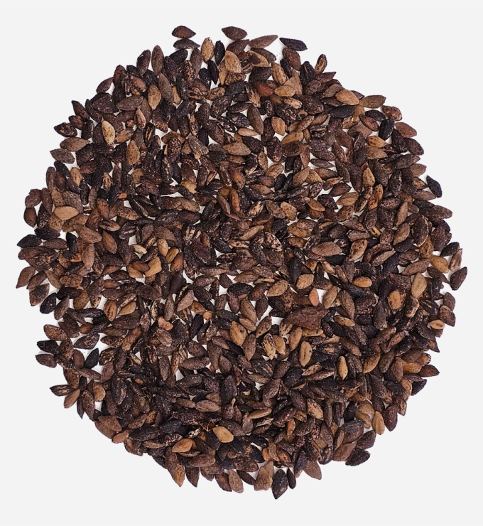 Semilla de Pino Patula