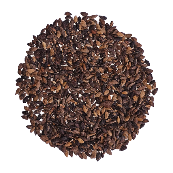 Semilla de Pino Patula