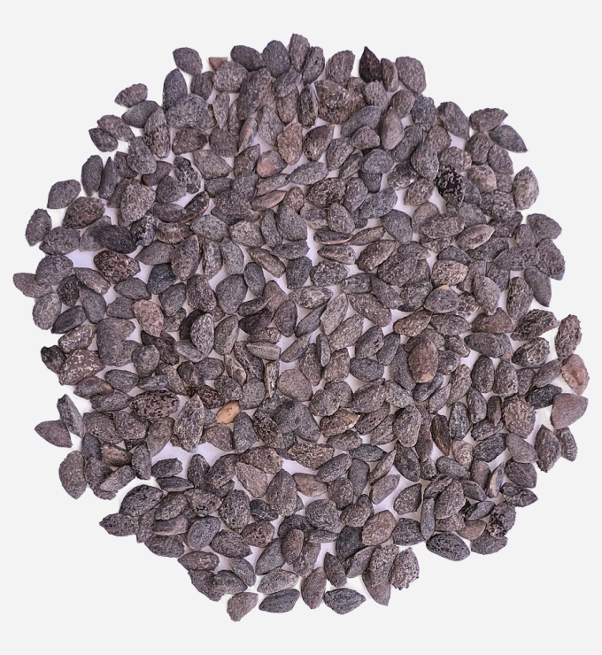 Semilla de Pino Radiata