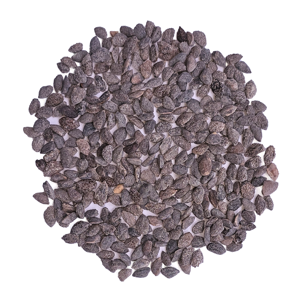 Semilla de Pino Radiata